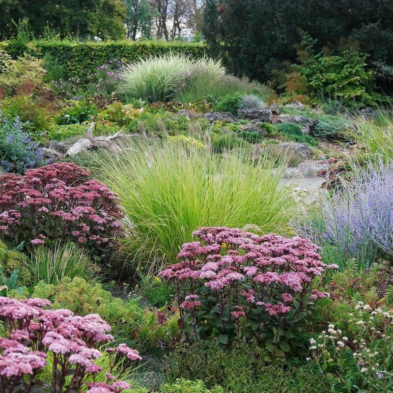 Layered Native Shrub Borders