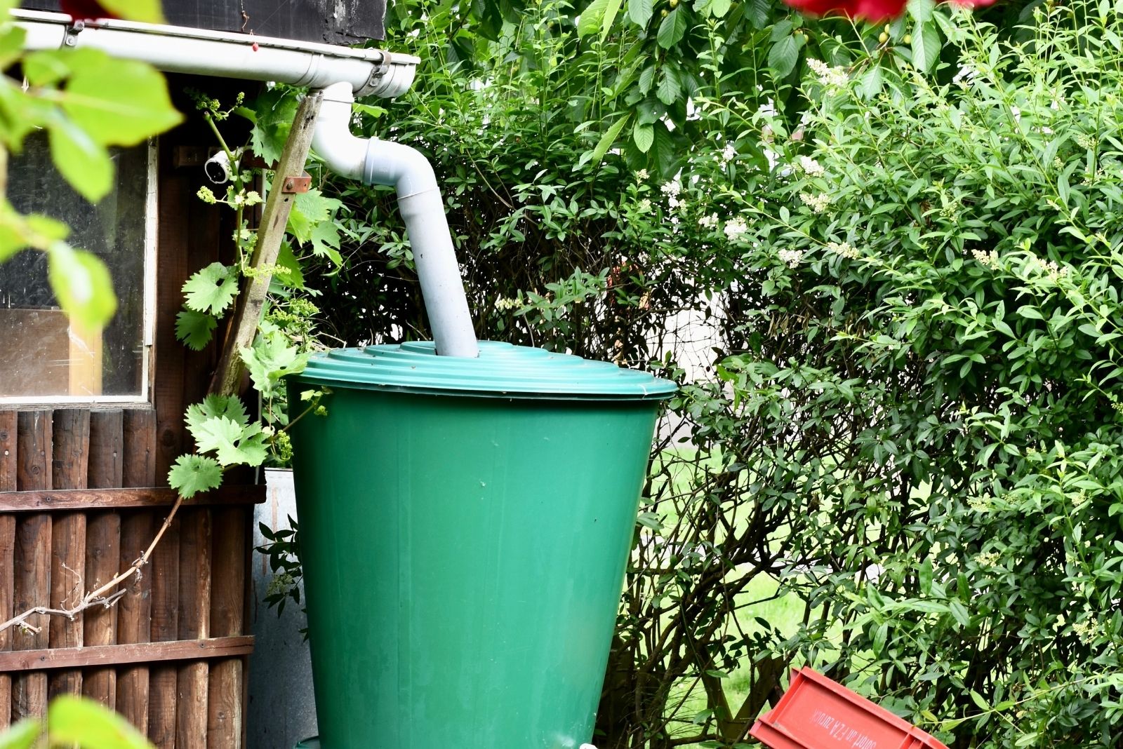 Smart Garden Savings On Shrubs, Soil, And Drainage For Rain Ready Washington Yards