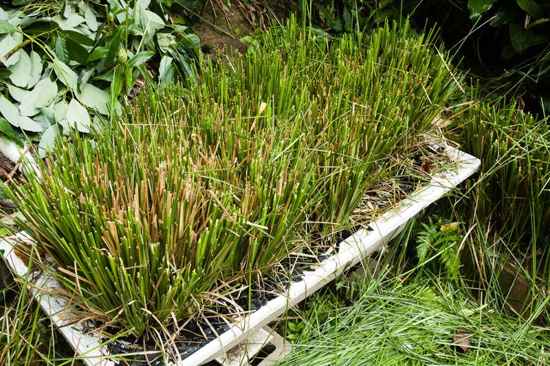 Greywater Recycling