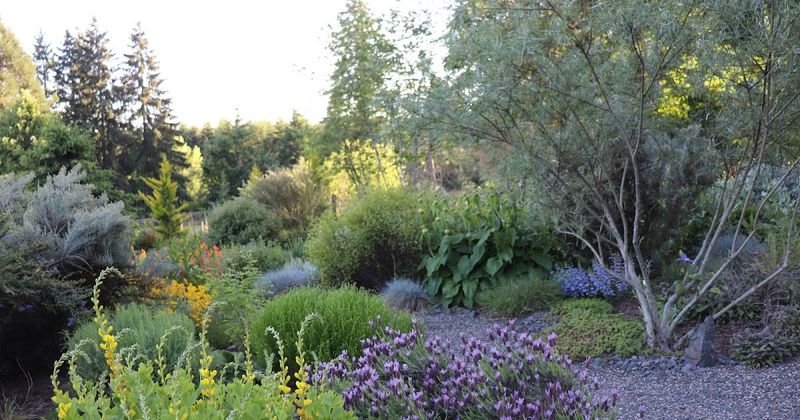 Drought-Tolerant Perennials For Summer Ease