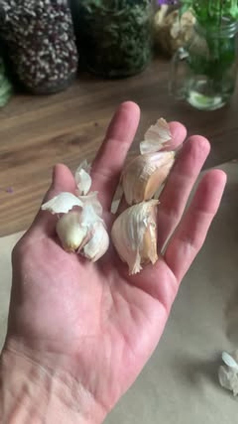 Dehydrate Summer Abundance