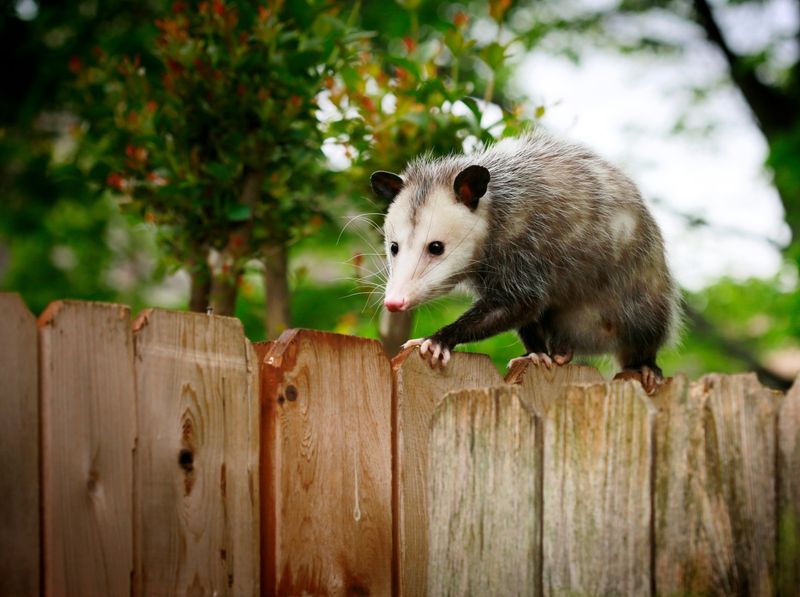 Garden Pest Patrol