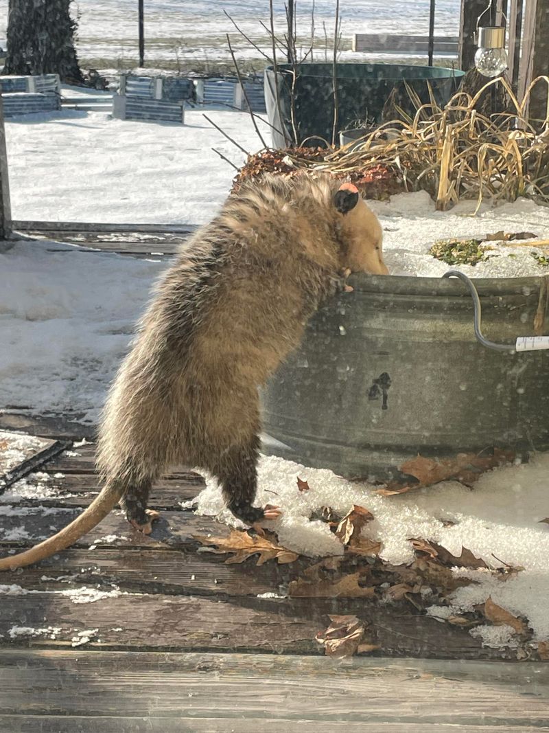Garden Guardians