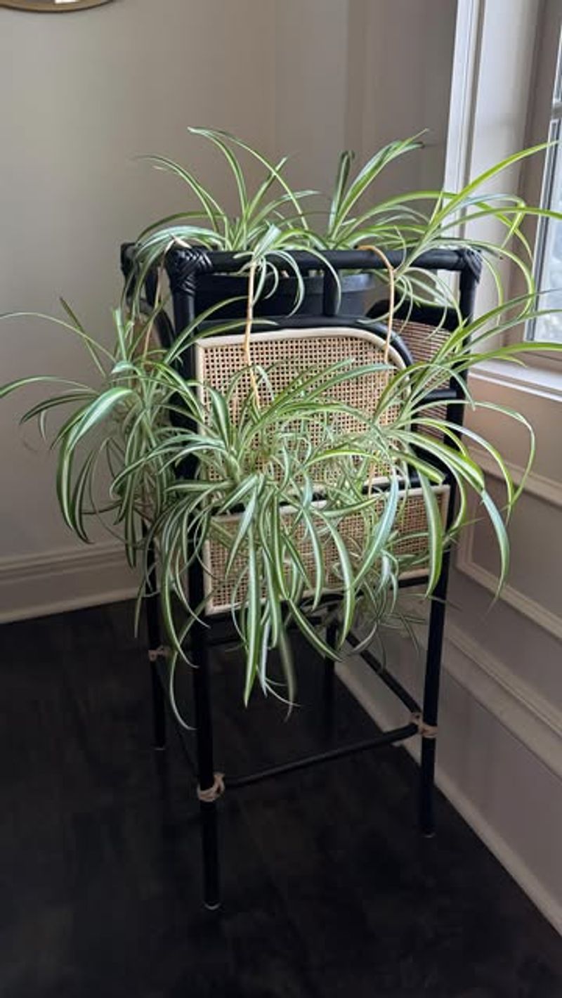 Spider Plants Need Space