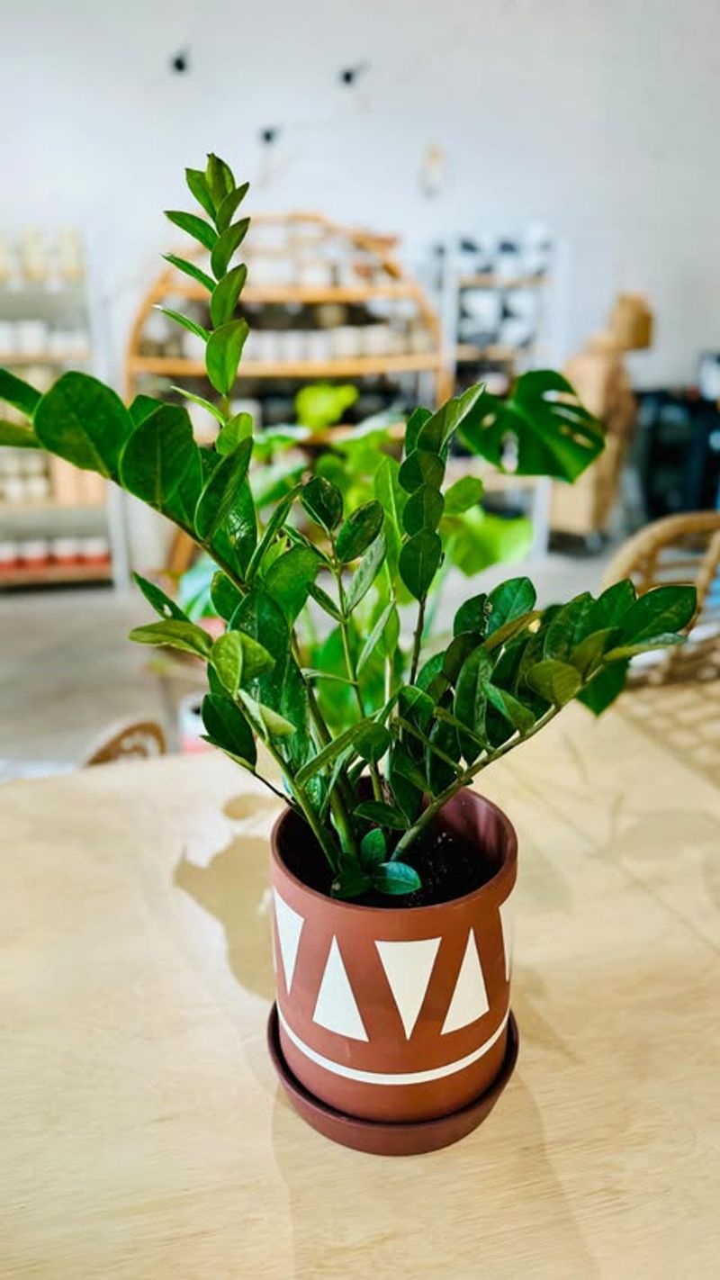 ZZ Plant (Zamioculcas zamiifolia)