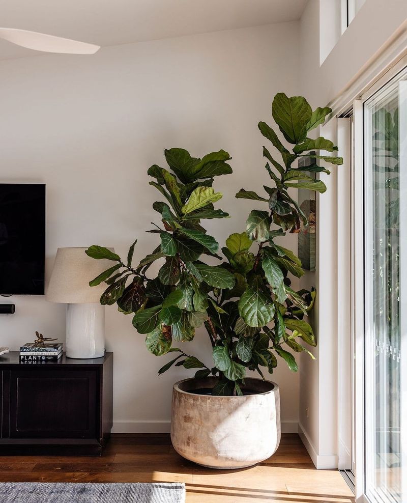 Fiddle Leaf Fig