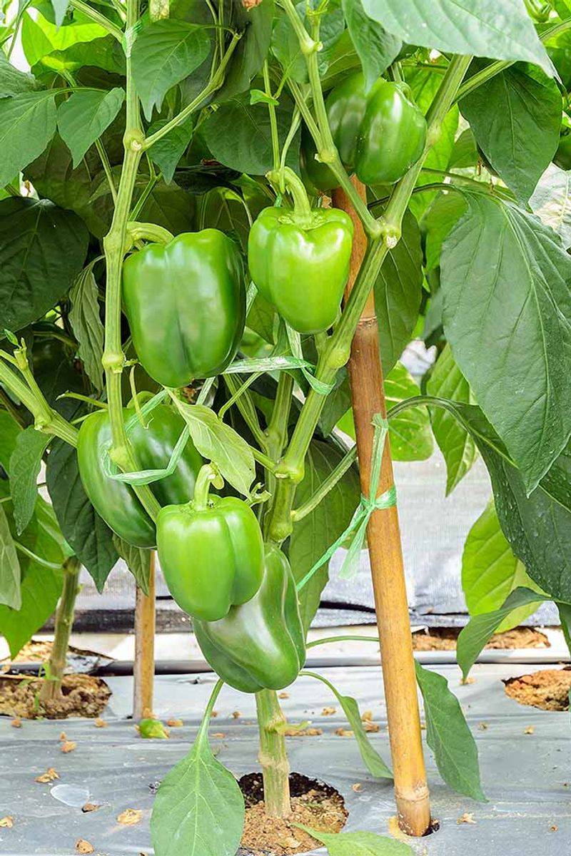 Sweet Peppers: Sun-Loving Treasures