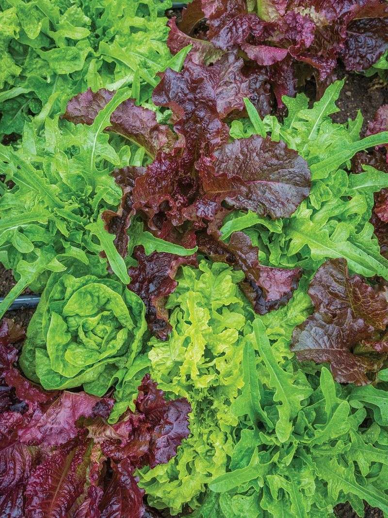 Lettuce Blends For Extended Seasons