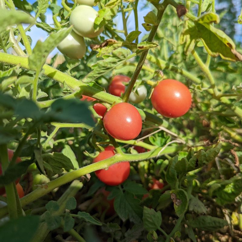 Tomatoes: Summer's Celebrated Star