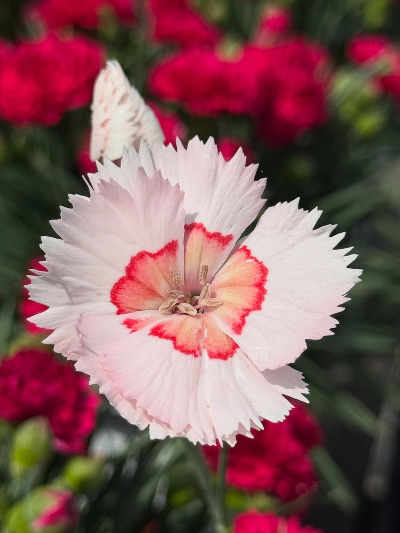 Dianthus