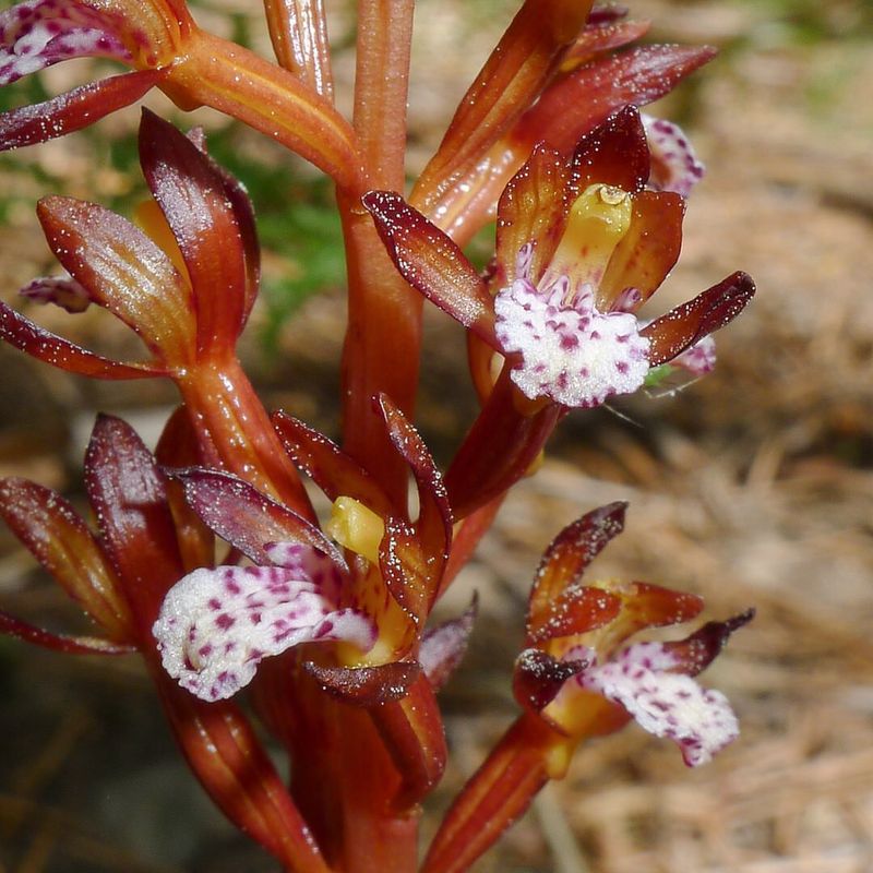 Coralroot Orchid (Corallorhiza spp.)