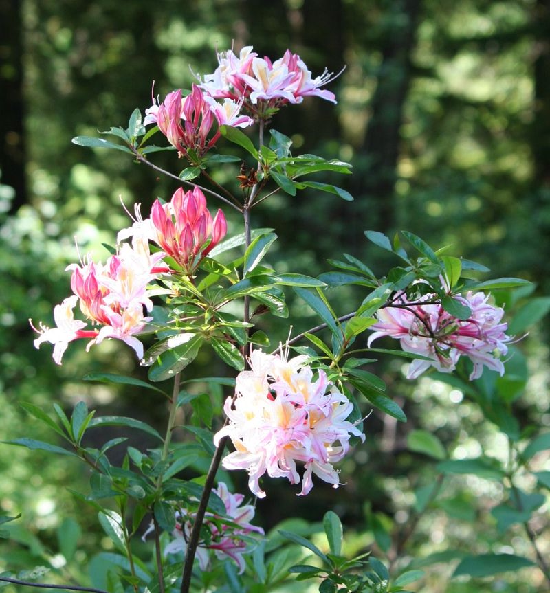 Western Azalea