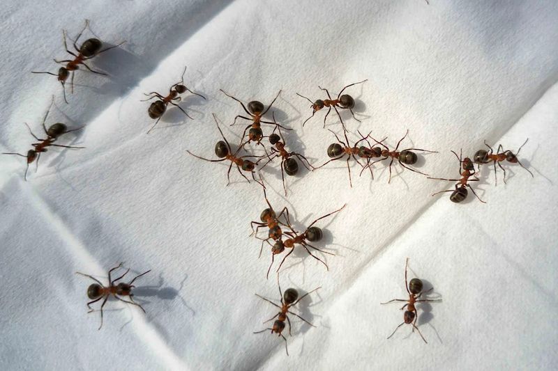 Ant and Pest Problems Signal Change