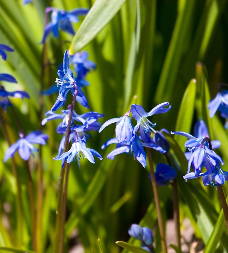 Siberian Squill (Scilla siberica)