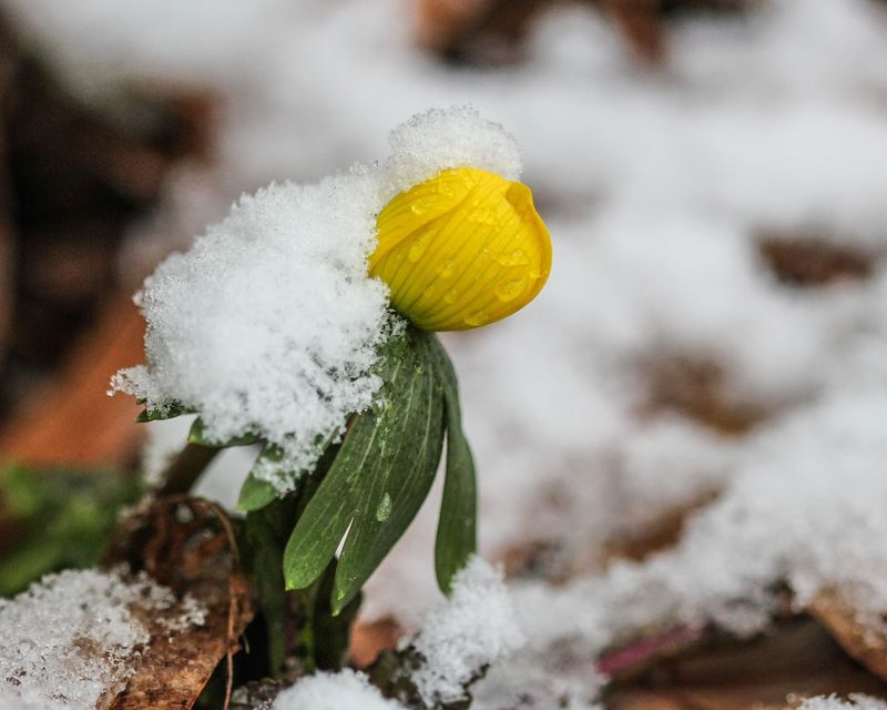 Winter Aconite: Sunshine After Snow
