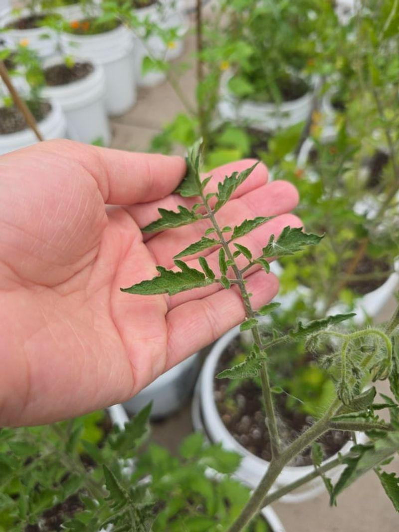 Recently Chemically-Treated Lawns