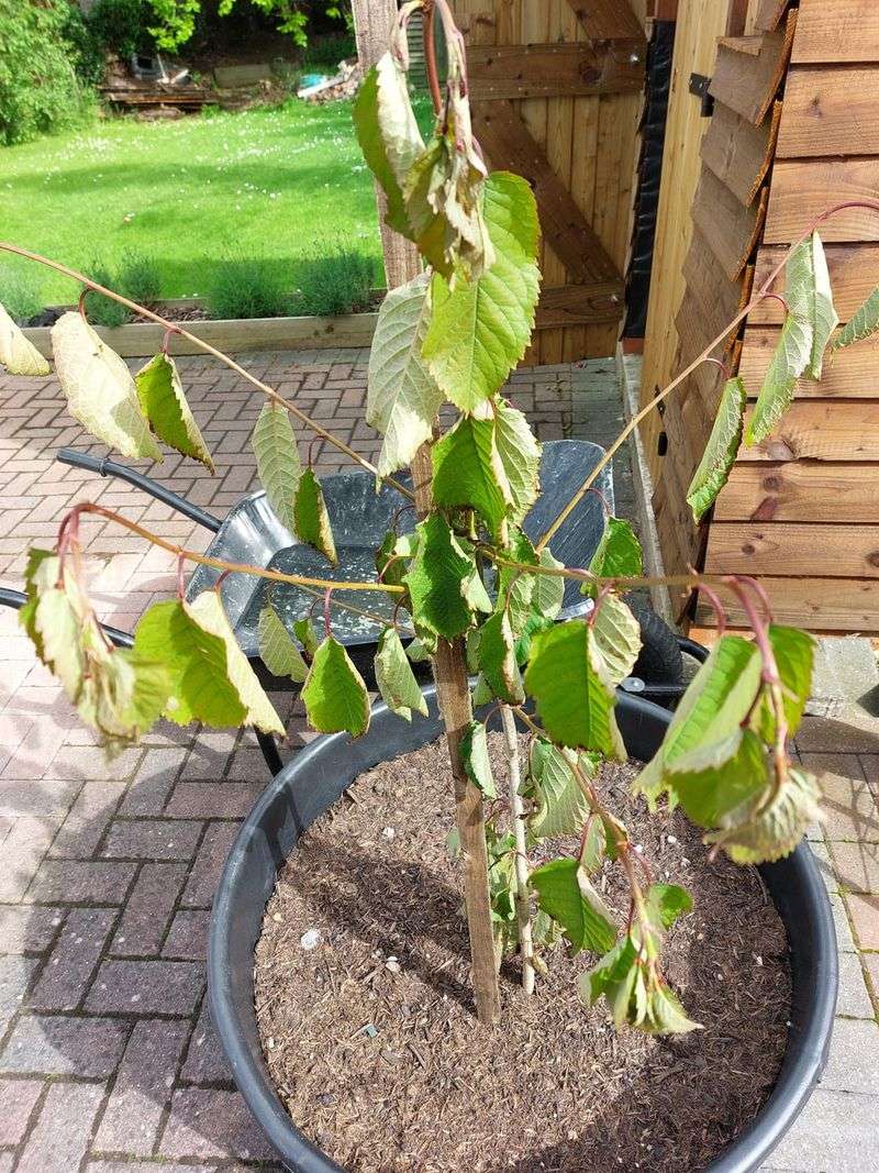 Water Management Issues