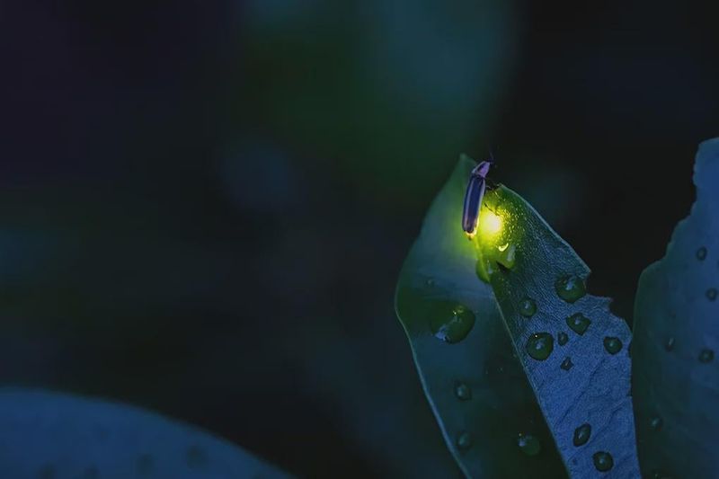 Lawn Care Practices Destroy Larvae