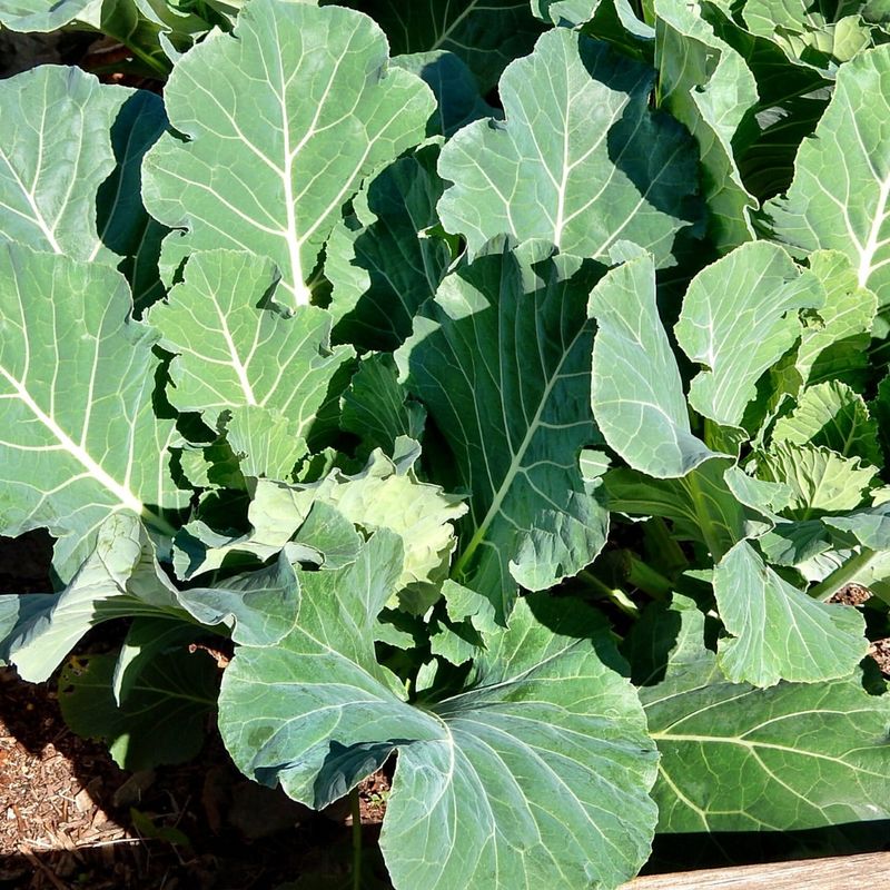 Collards: Georgia's Favorite
