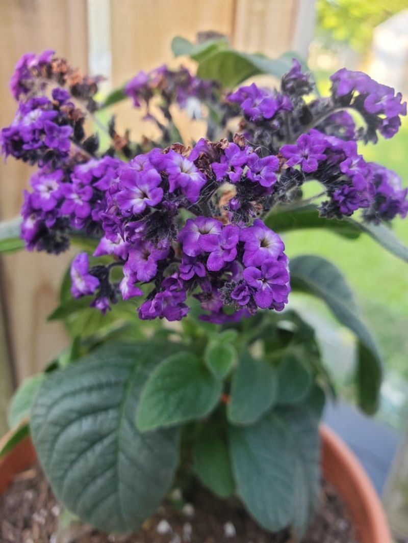 Watering Wisdom