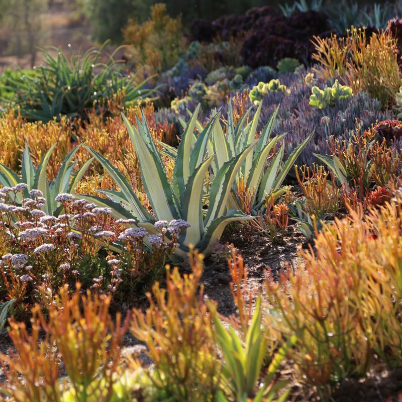 Drought-Proofing Methods
