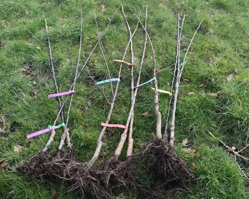 Root Growth Continues Underground