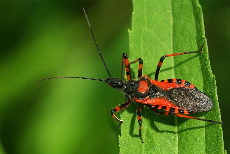 Assassin Bugs: Deadly Ambush Experts
