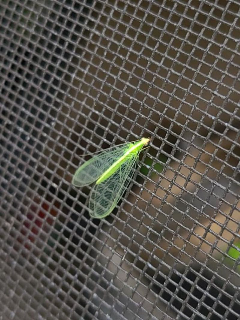 Lacewings
