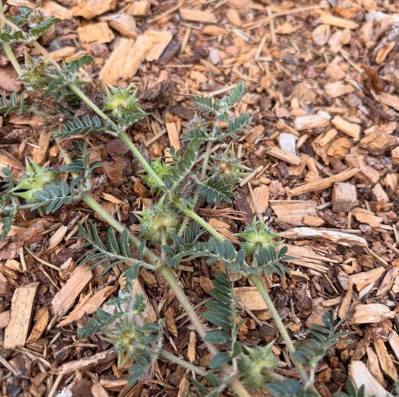 Seed-Bearing Weeds Must Go Immediately
