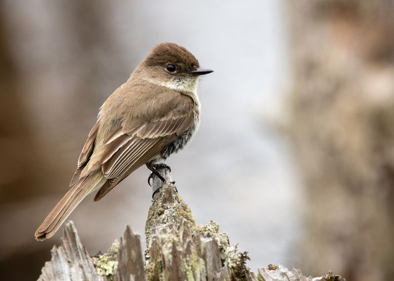 Eastern Phoebe