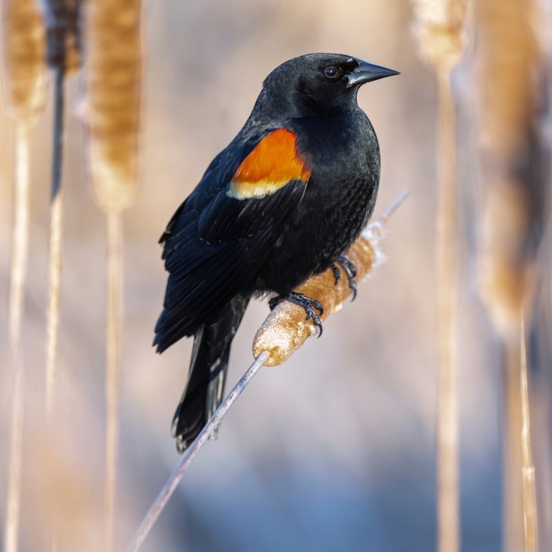 Red-winged Blackbird