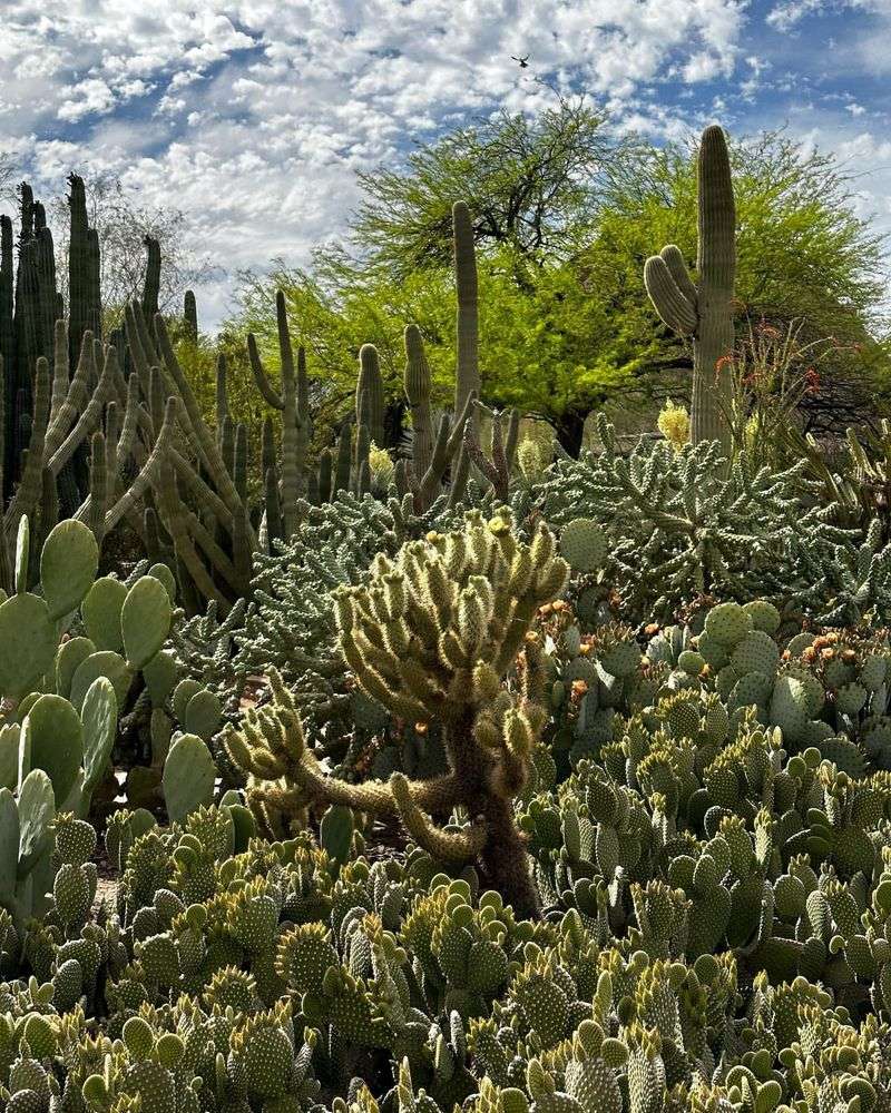 Succulent Gallery: Water-Storing Wonders
