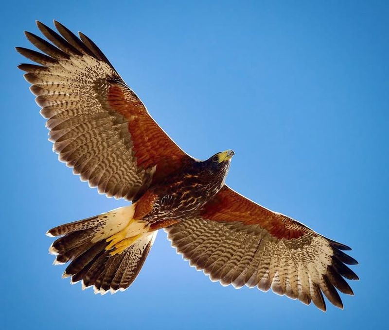 Harris's Hawk