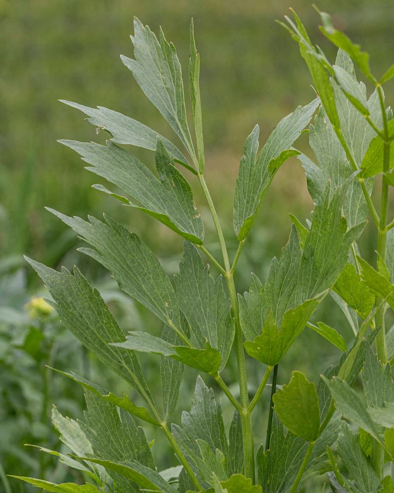 Lovage