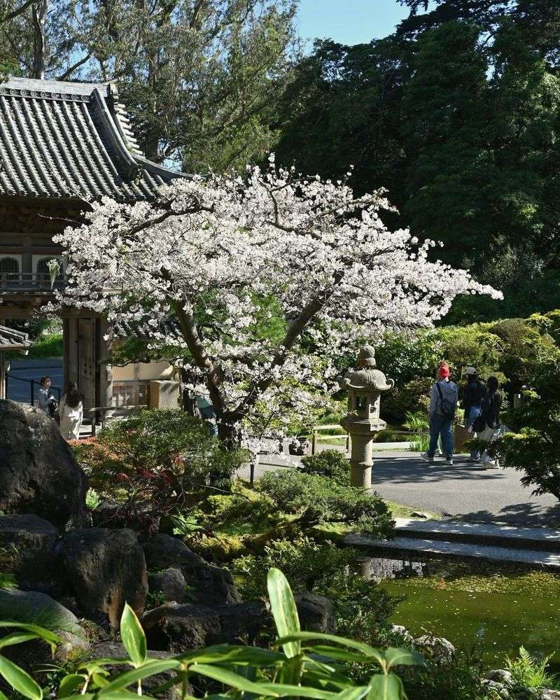 Sakura Garden In Sacramento
