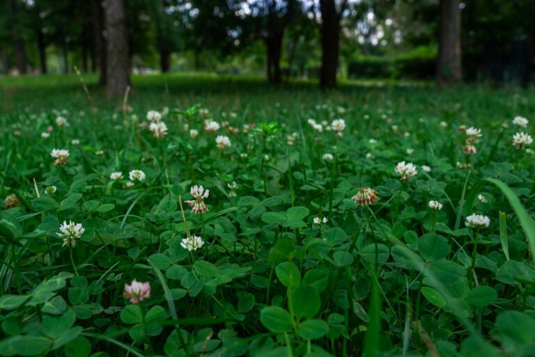 White clover lawn
