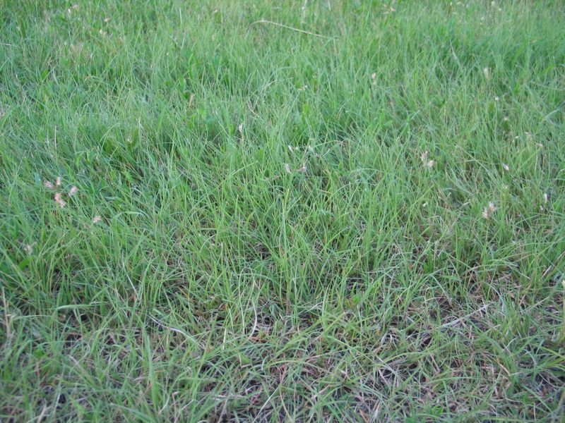 Buffalo Grass