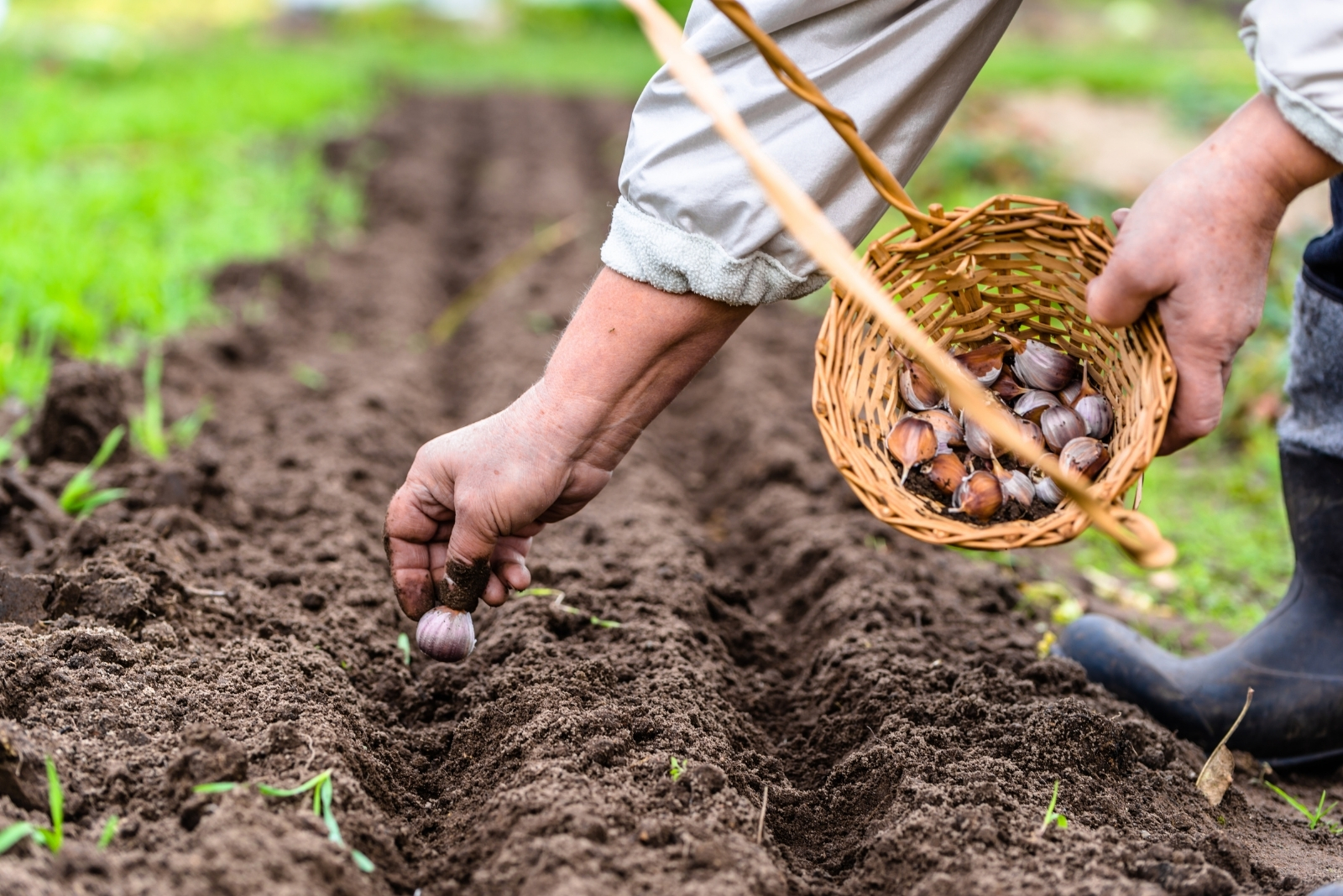 Farmer planting garlic (featured image)
