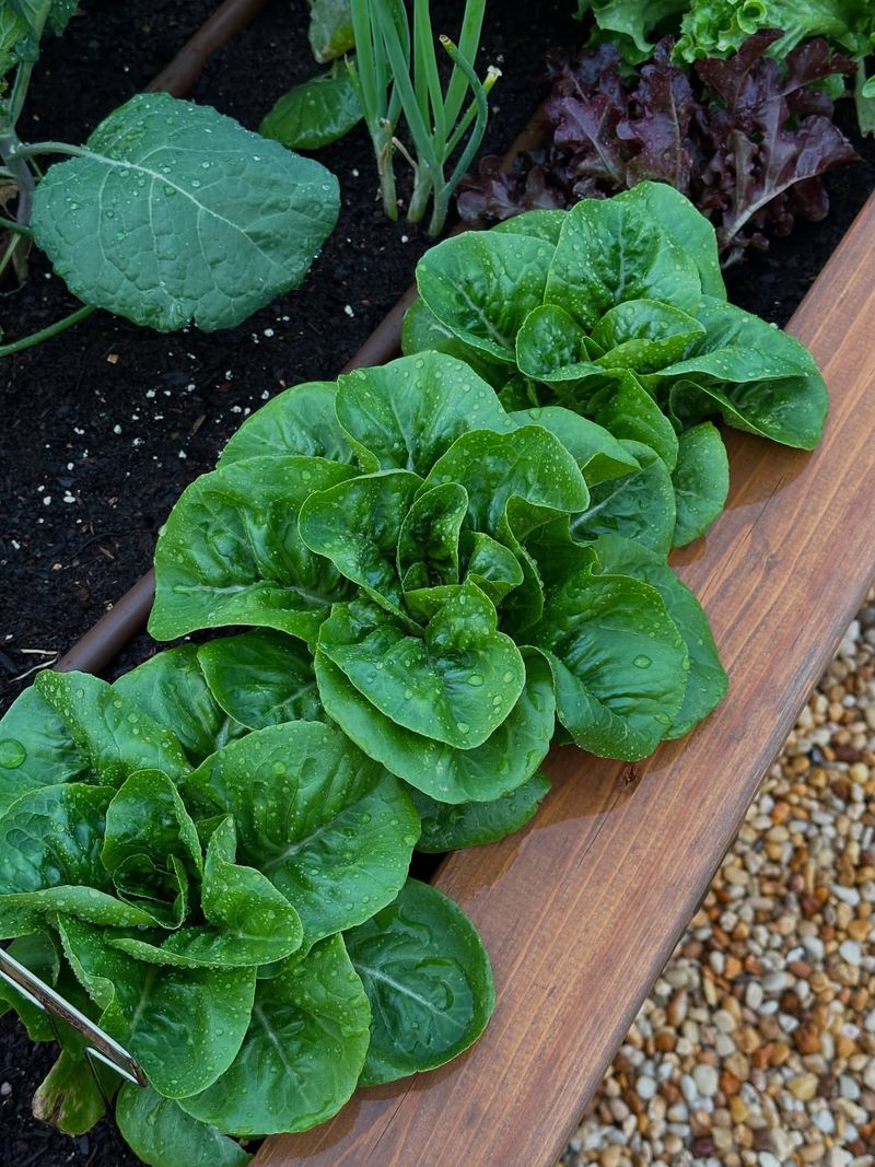 Plant Fall Vegetables