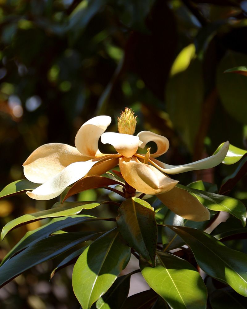 Evening Magnolia Star: Twilight's Hidden Gem