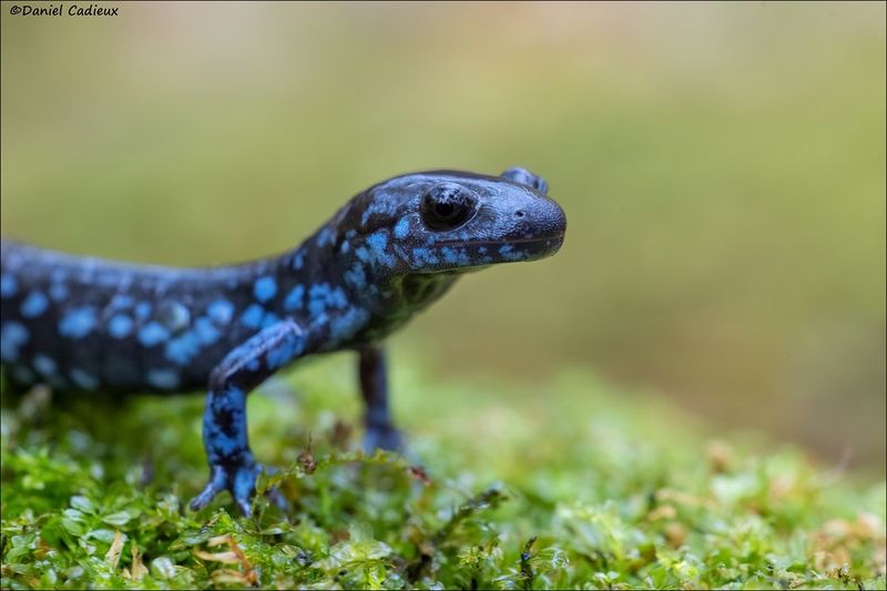 Spotted Salamanders