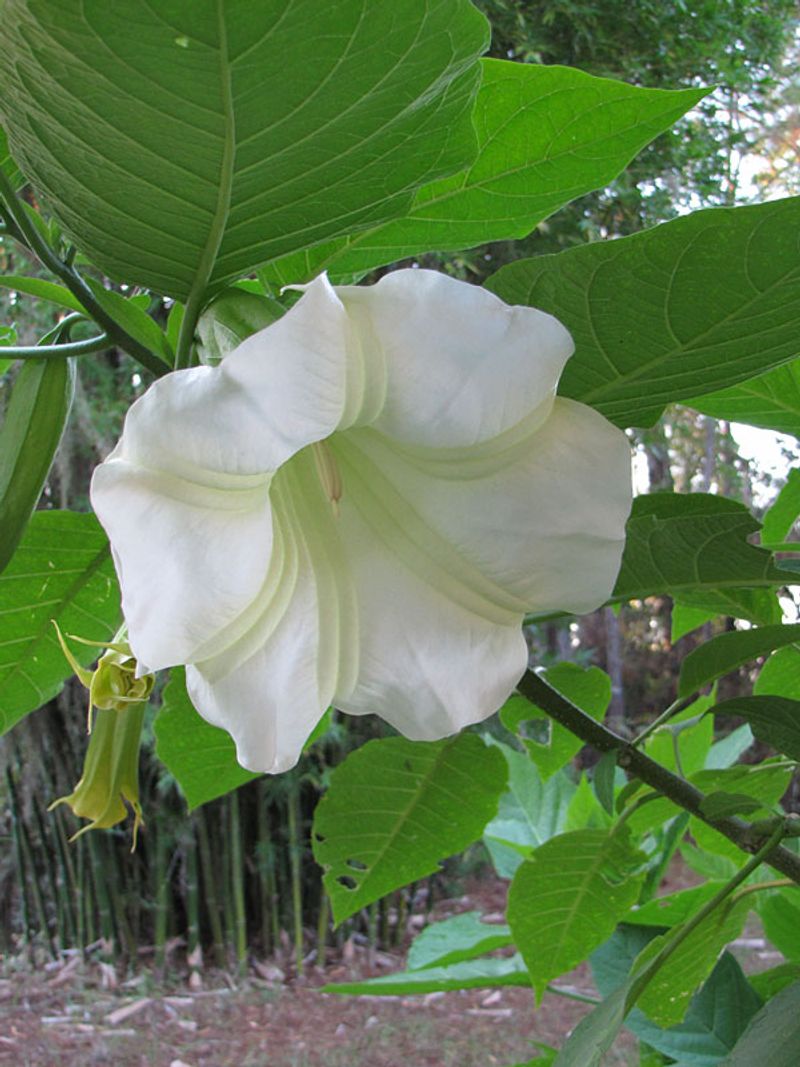 Angel's Trumpet (Brugmansia)