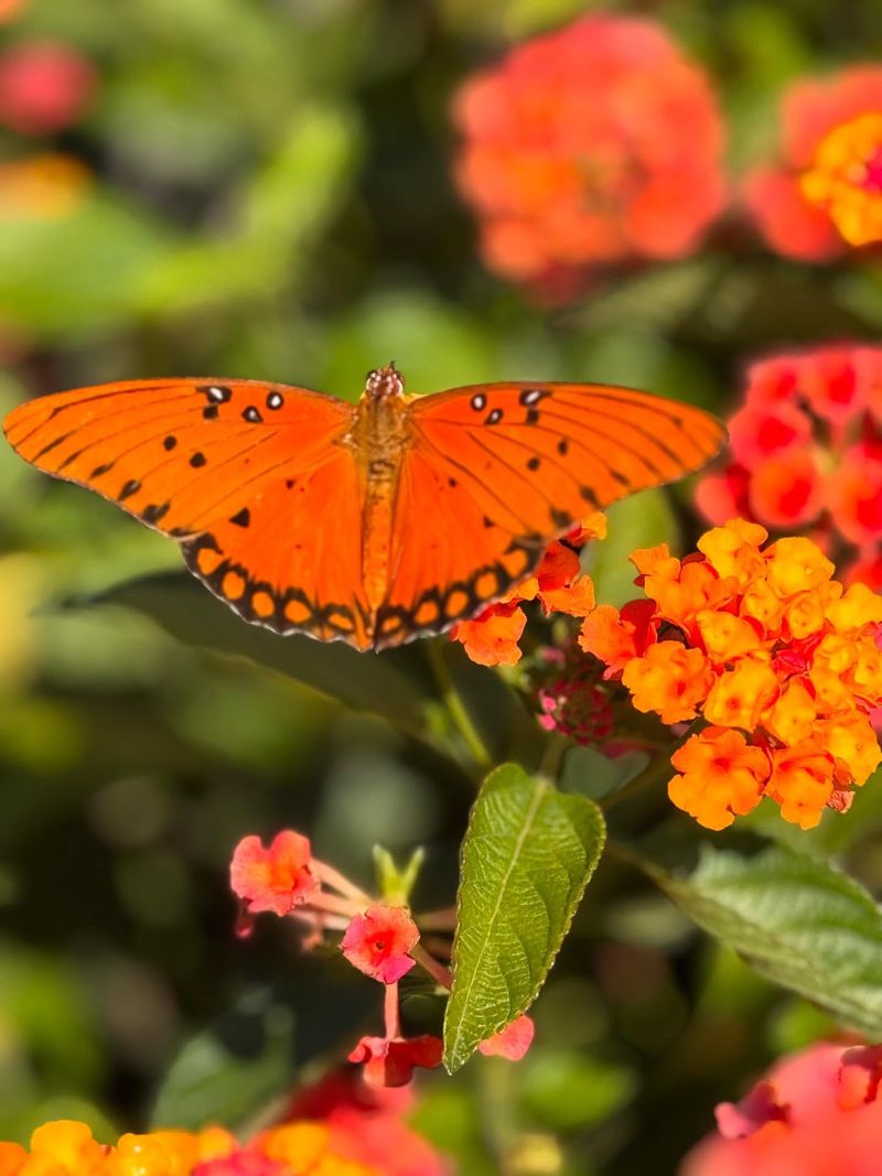 Lantana