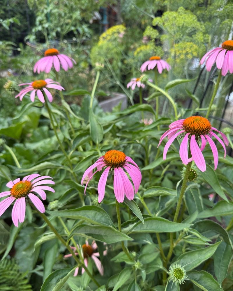 Coneflowers: Drought-Tolerant Native Stunners