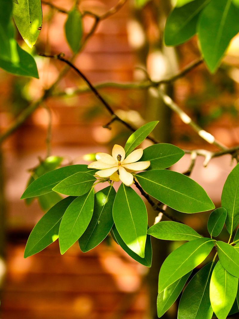 Sweet Bay (Magnolia virginiana)