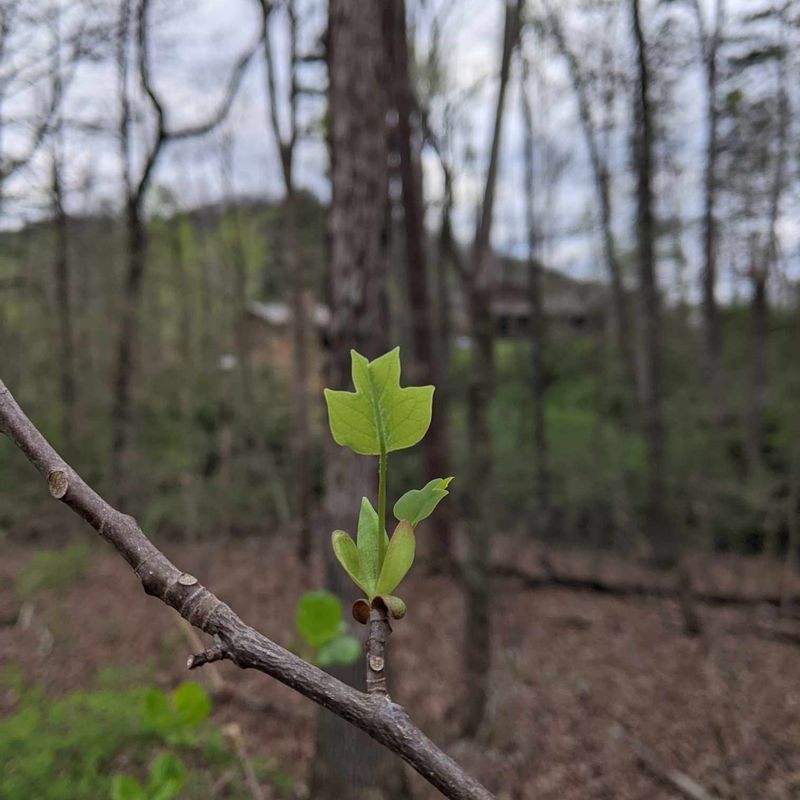 Tulip Poplar Seedlings