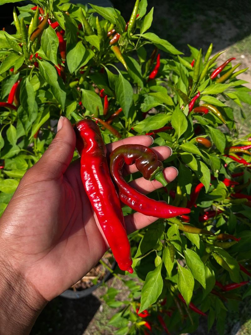 Hot Peppers: Spice Up Your Garden