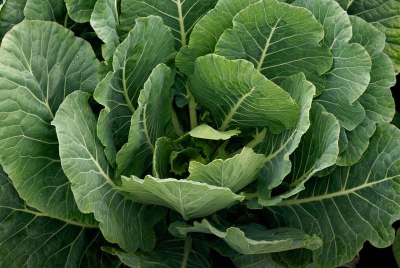 Collard Greens