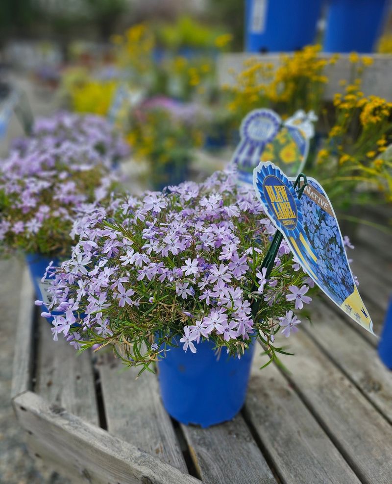 Master The Early Spring Planting Window