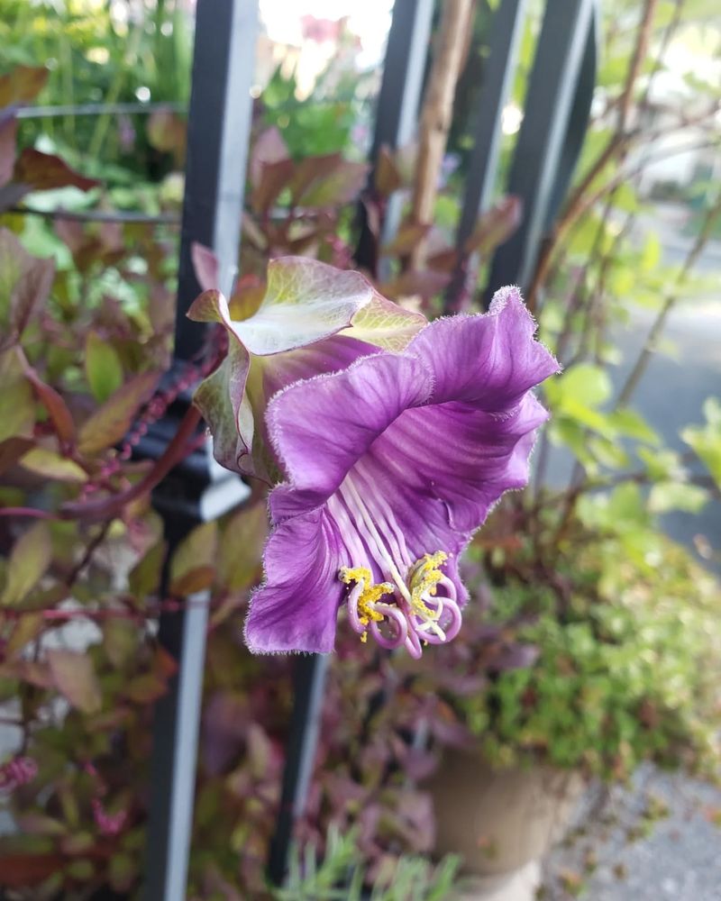 Cup And Saucer Vine